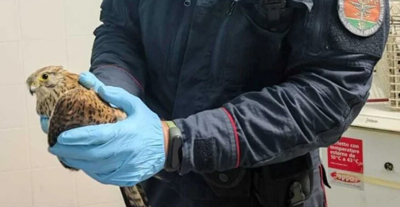 Buccino gheppio ferito salvato Carabinieri