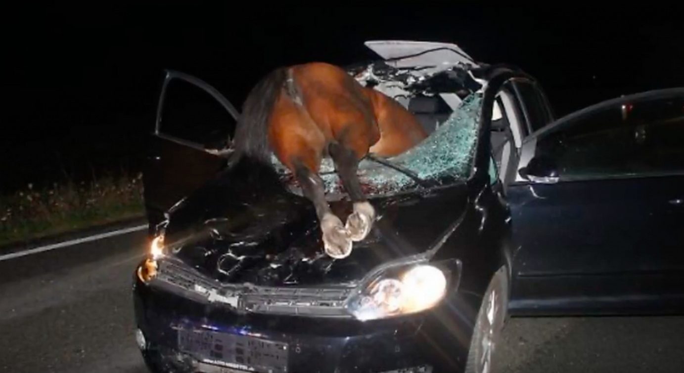 roccadaspide cavallo sfonda parabrezza auto ferito