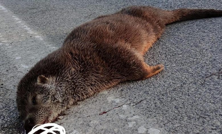 battipaglia lontra investita uccisa