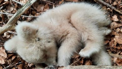 Trentino orso albino morto