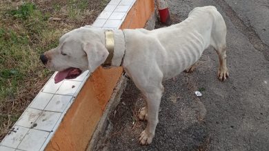 Nocera cane maltrattato salvato